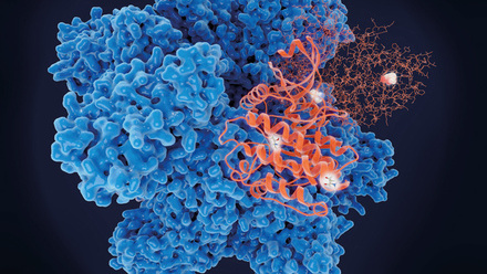 web_P28-30_UTM-CALM2_calcium-calmodulin-dependent-protein-kinase-ii-illustration_CREDIT_science-photolibrary-f0309528.jpg