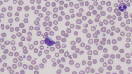 web-p32-science-death-and-disease-amongst-img00326-credit-michelle-bolam-1-.png