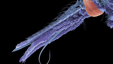 web-p38-39-Malaria--Anopheles-mosquito-Science-Photolibrary--C0558898.png