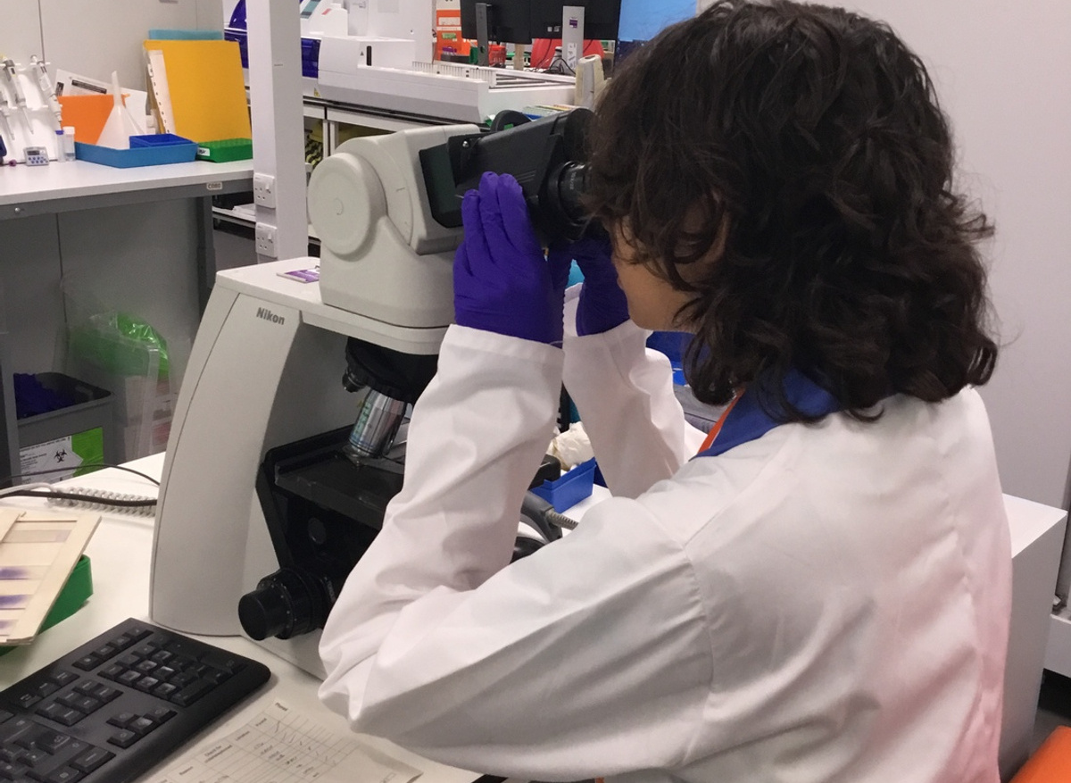 Looking at a blood film under the microscope