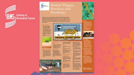 51400-ibms22-history-poster-04.jpg