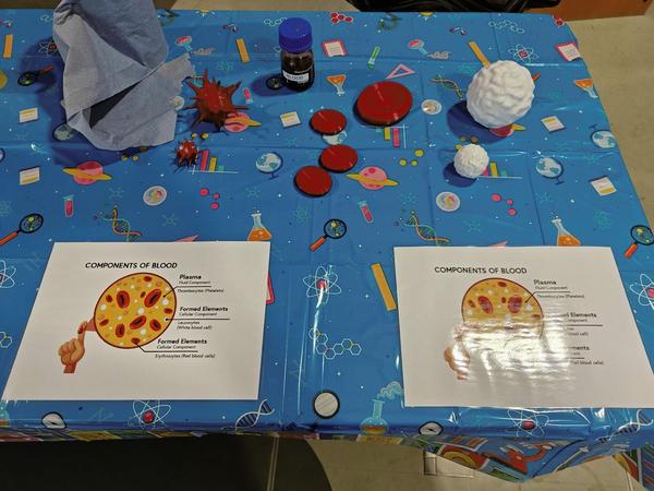 swansea-science-festival.jpg